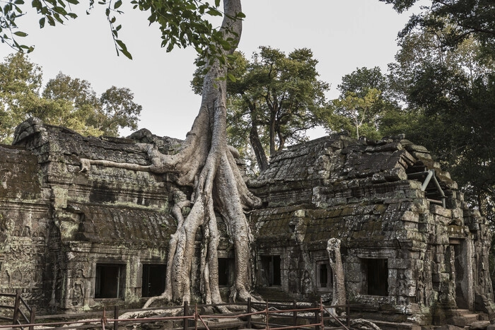 Ta Prohm Tapınağı