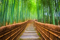 Arashiyama Bambu Ormanı