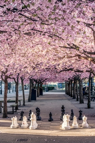 Kungsträdgården Parkı