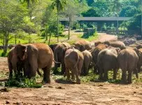 Pinnawala Fil Yetimhanesi