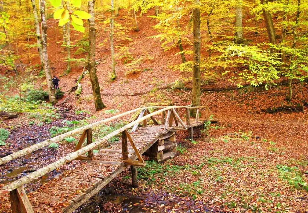 Yedigöller Renk Cümbüşü Turu