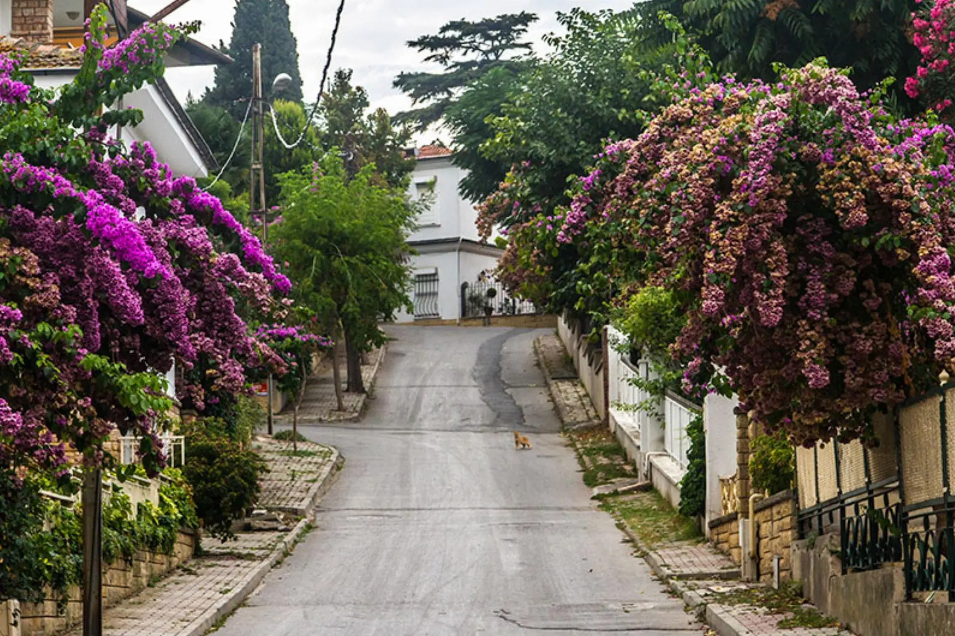 İstanbul Adalar Turu