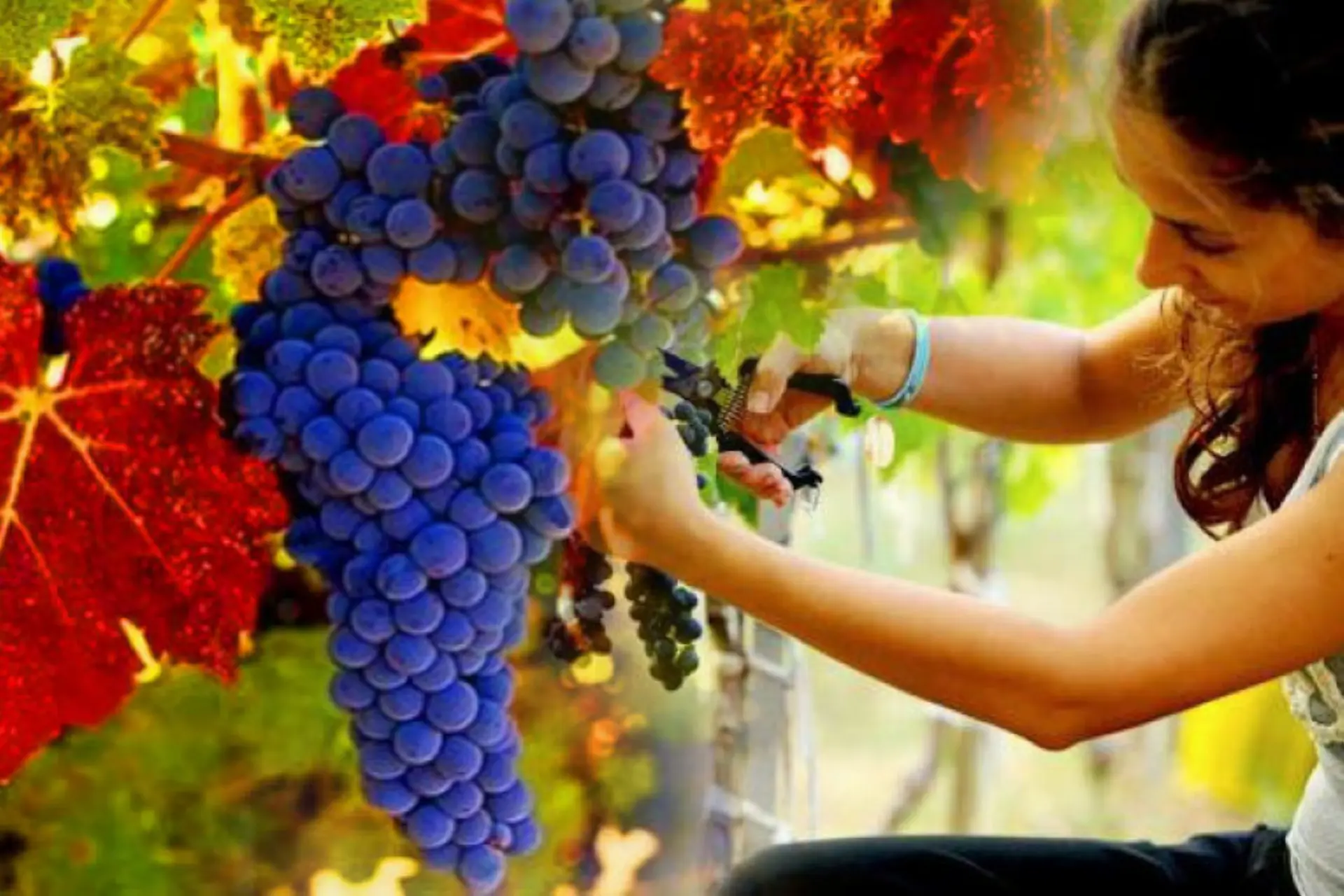 Çanakkale - Bozcaada - Assos - Kazdağları - Bağ Bozumu Turu