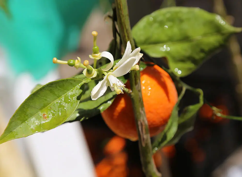 Adana Portakal Çiçeği Festivali Turu