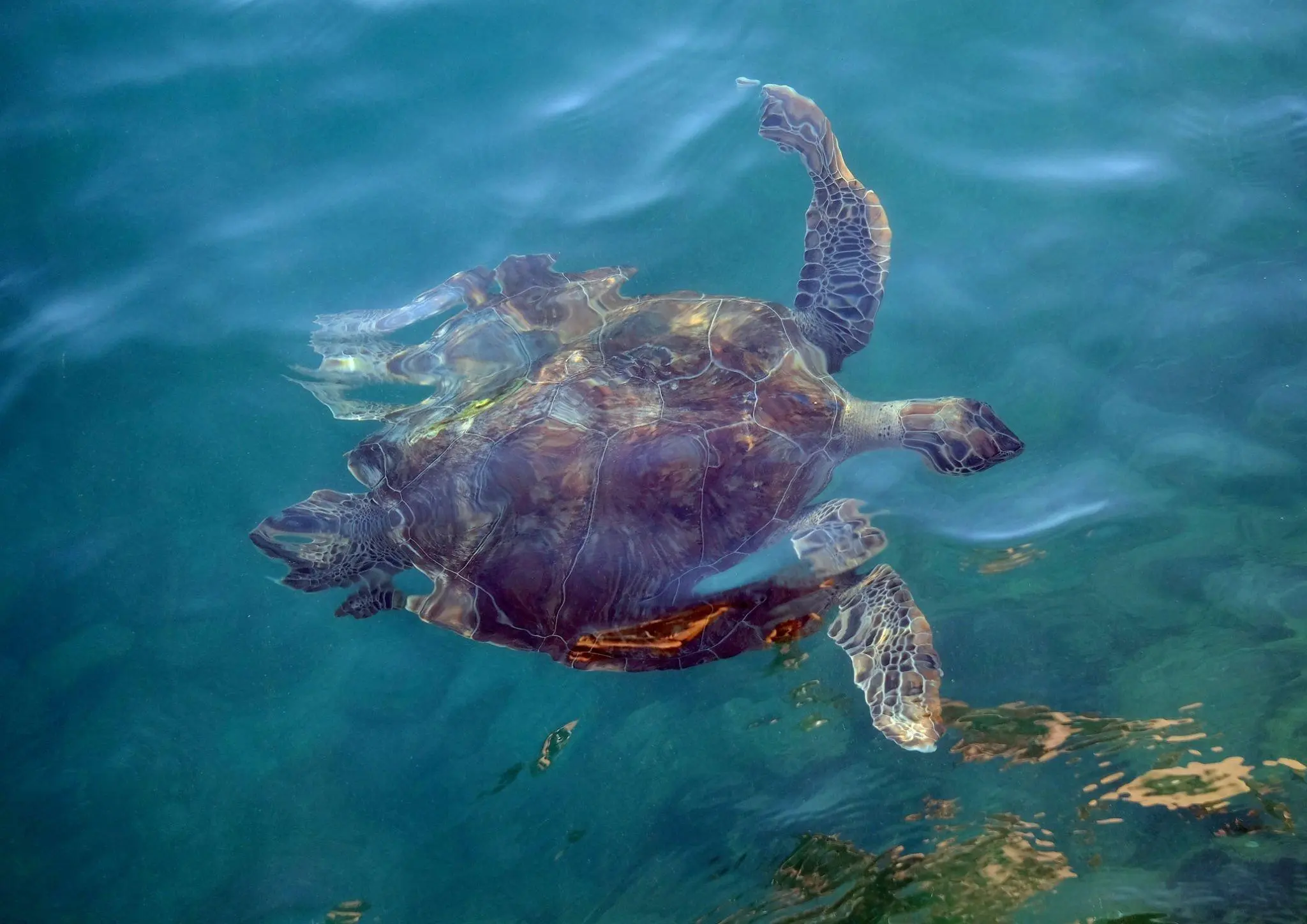Datça Badem Çiçeği Festivali Turu