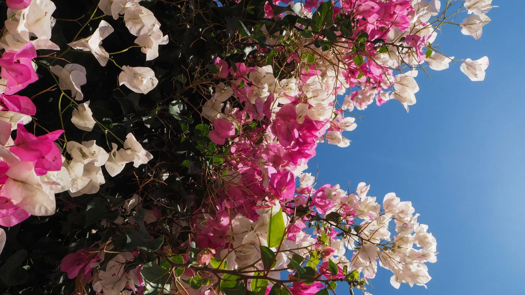 Datça Badem Çiçeği Festivali Turu