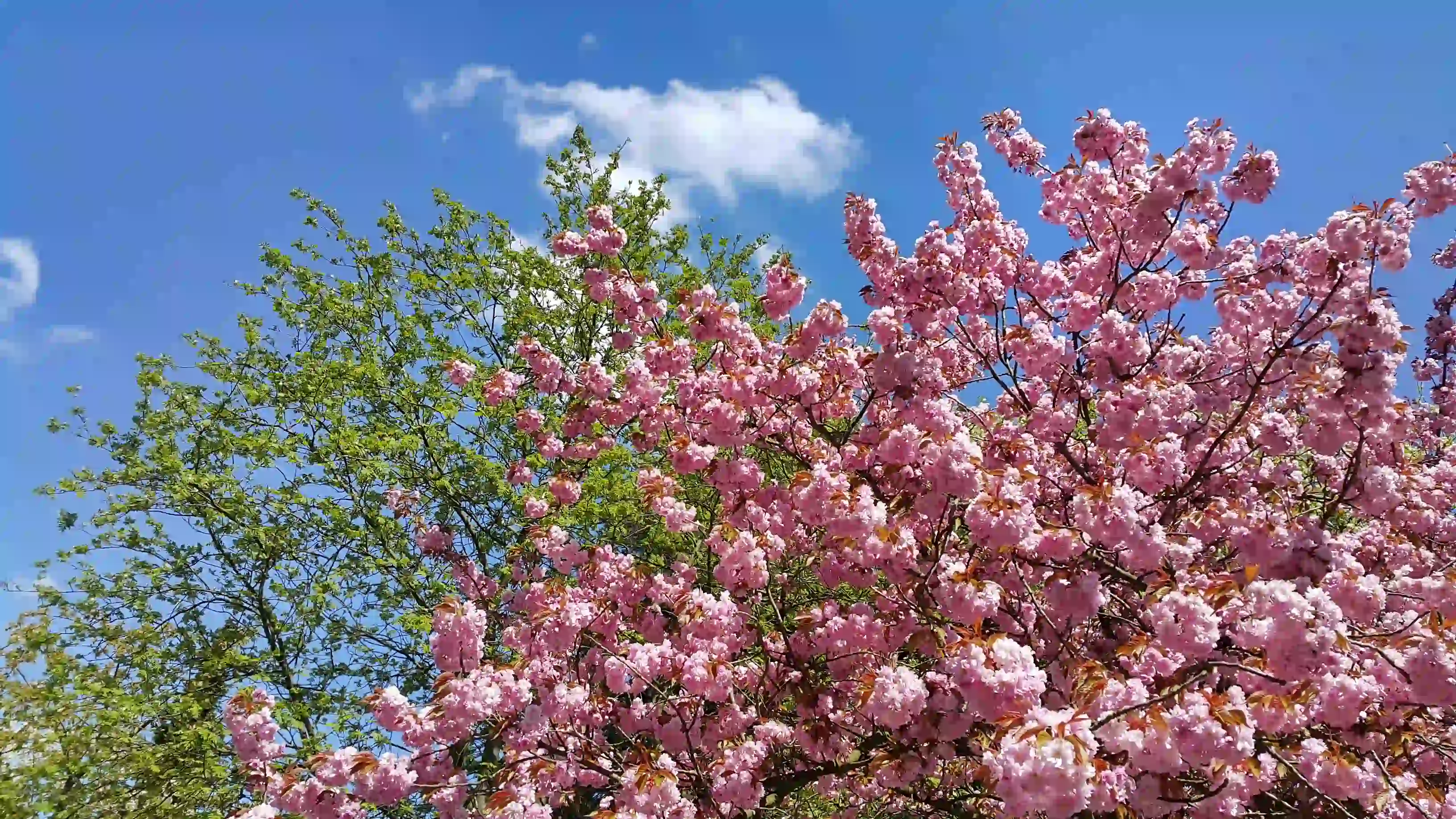 Datça Badem Çiçeği Festivali Turu