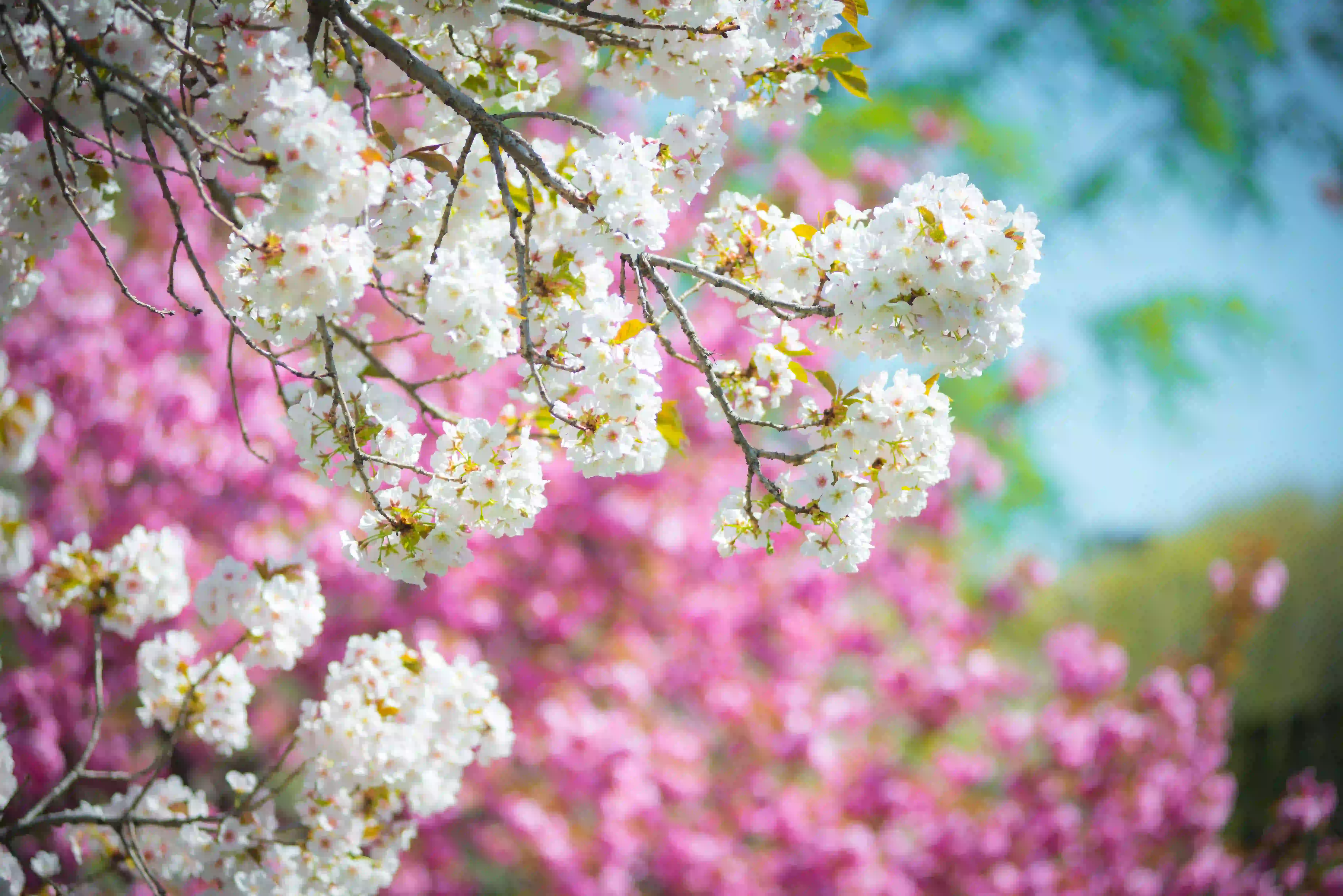 Datça Badem Çiçeği Festivali Turu