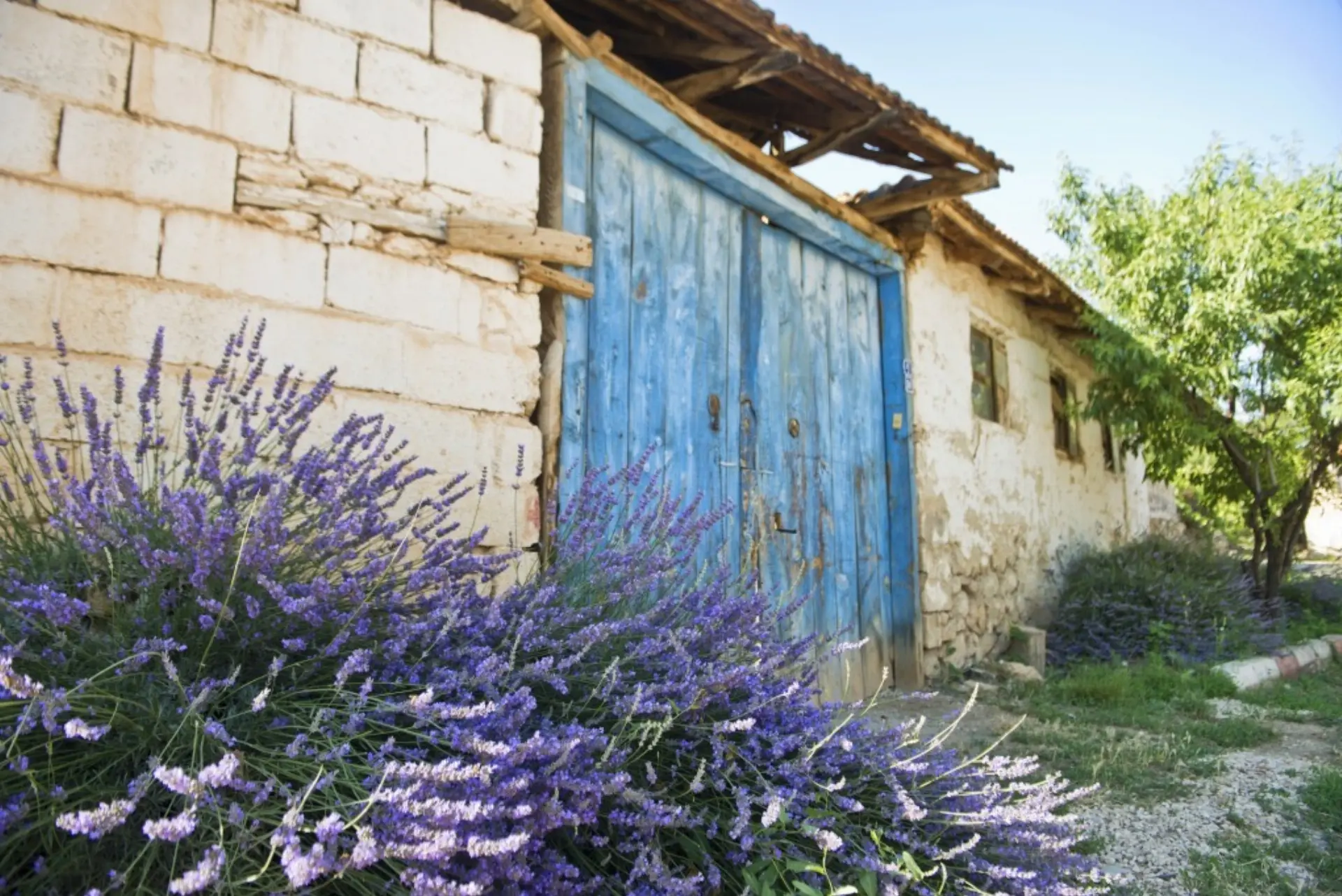 Isparta Lavanta Bahçeleri - Yazılı Kanyon ve Kovada Gölü Turu