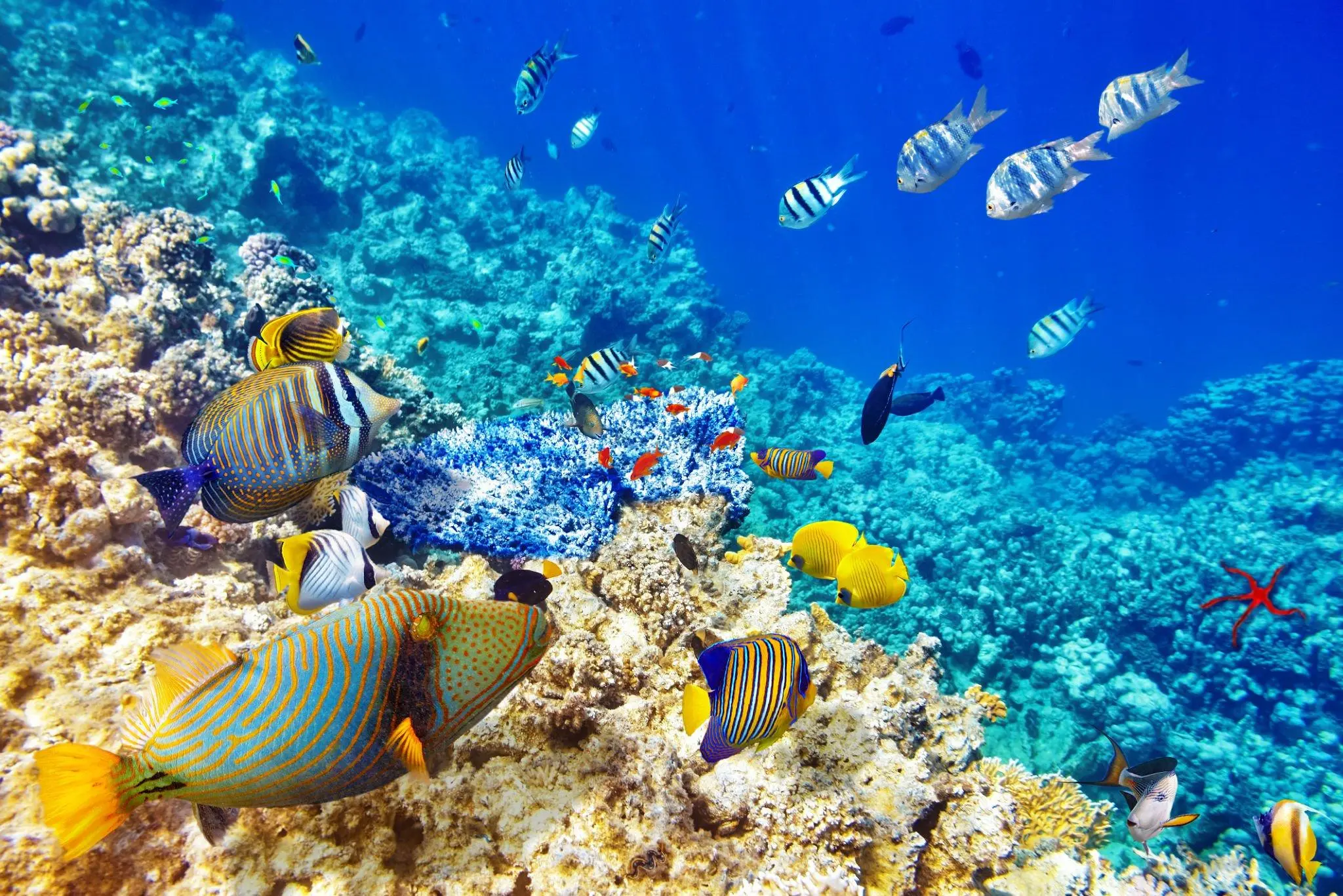 Sharm El Sheikh Turu