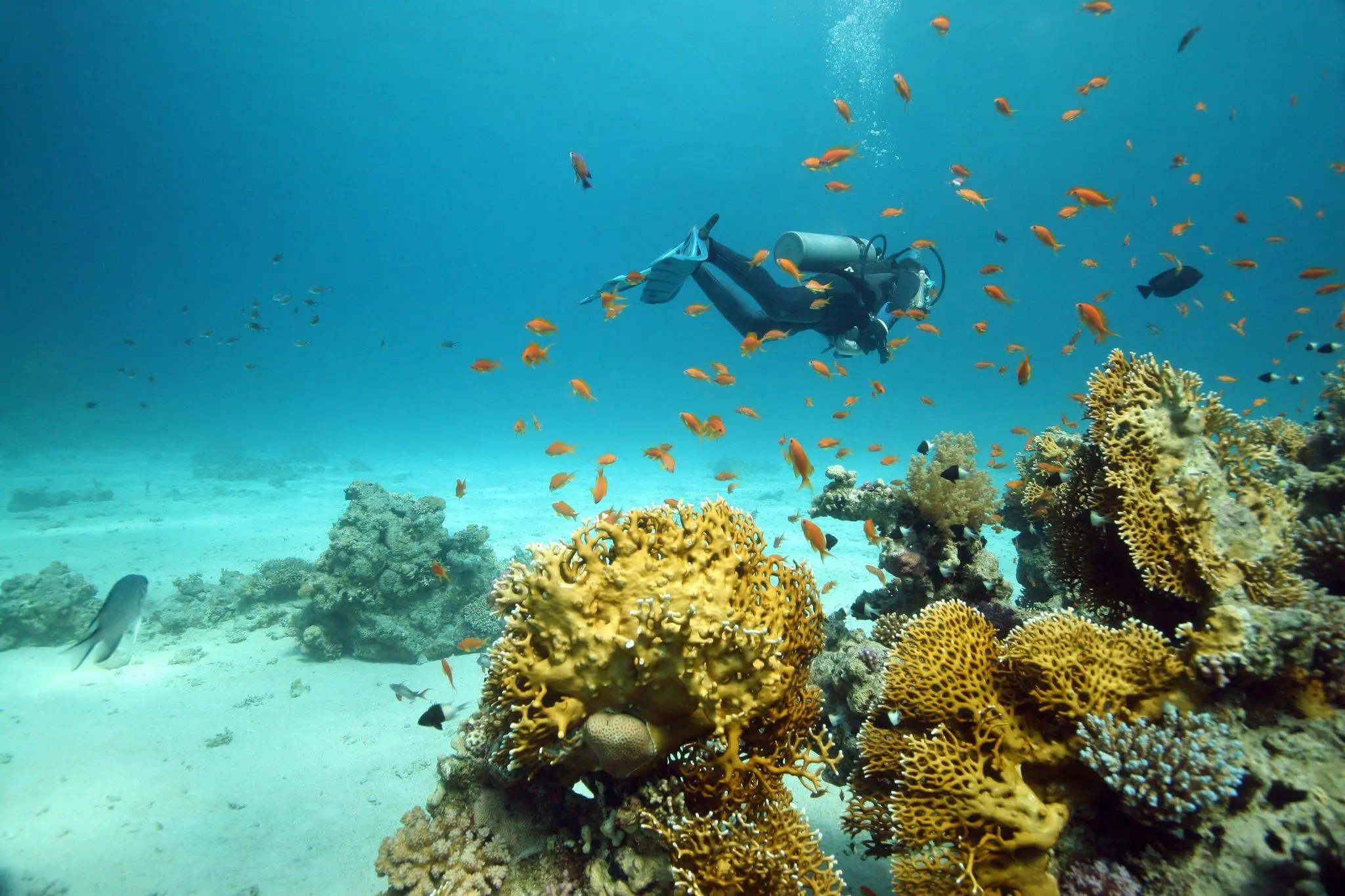Sharm El Sheikh Turu
