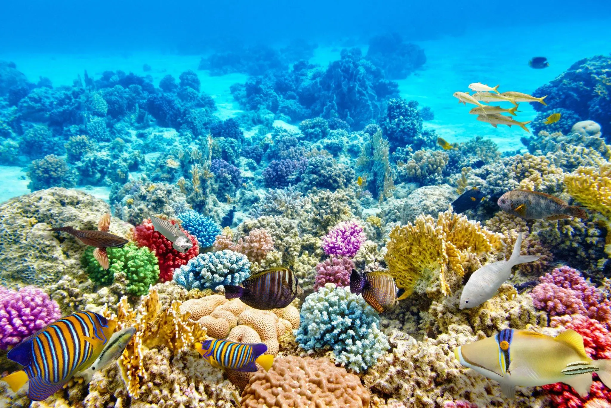 Sharm El Sheikh Turu
