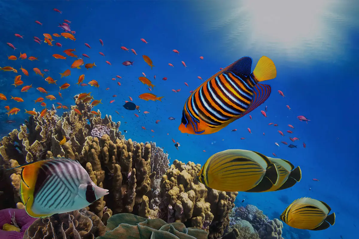 Sharm El Sheikh Turu