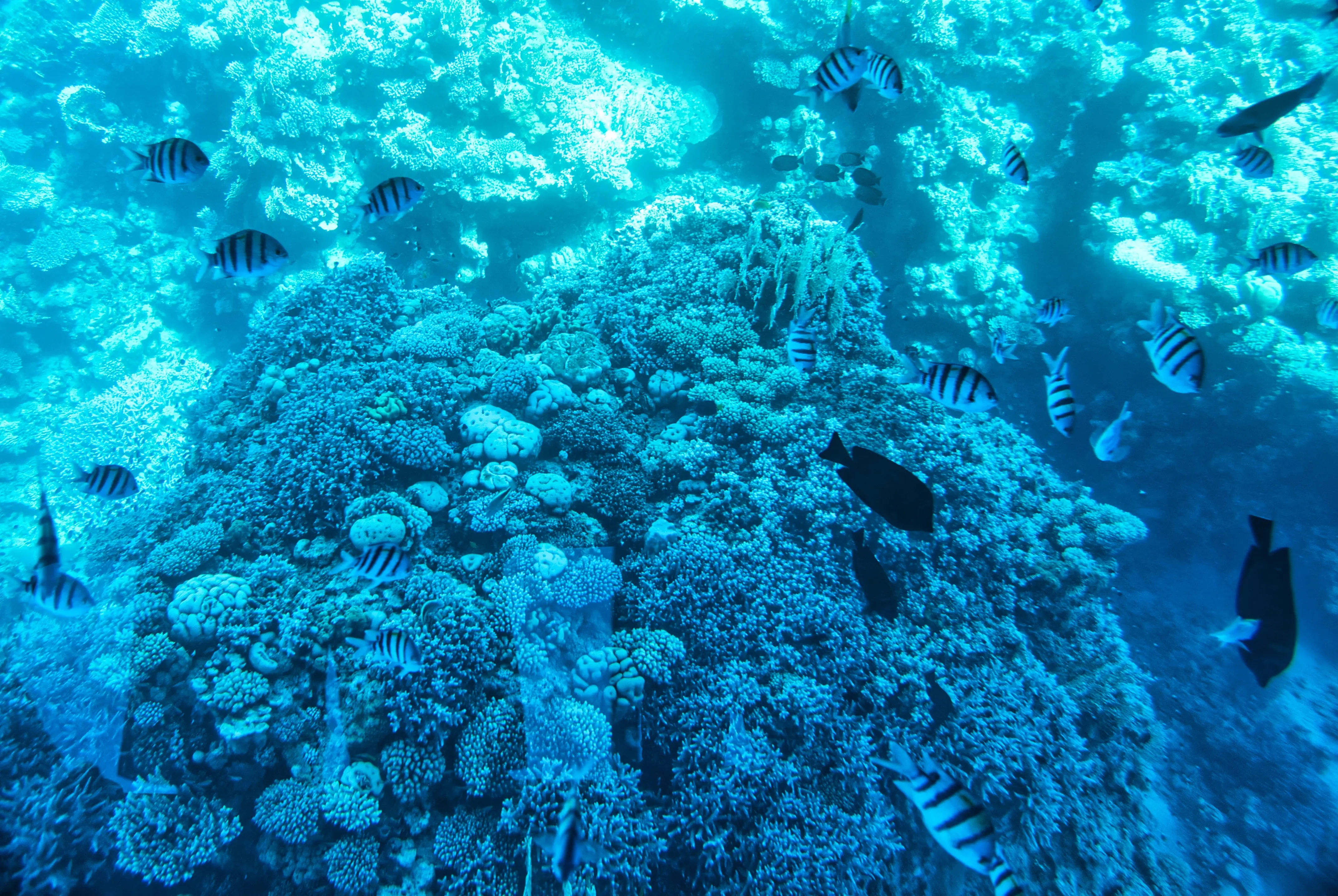 Sharm El Sheikh Turu