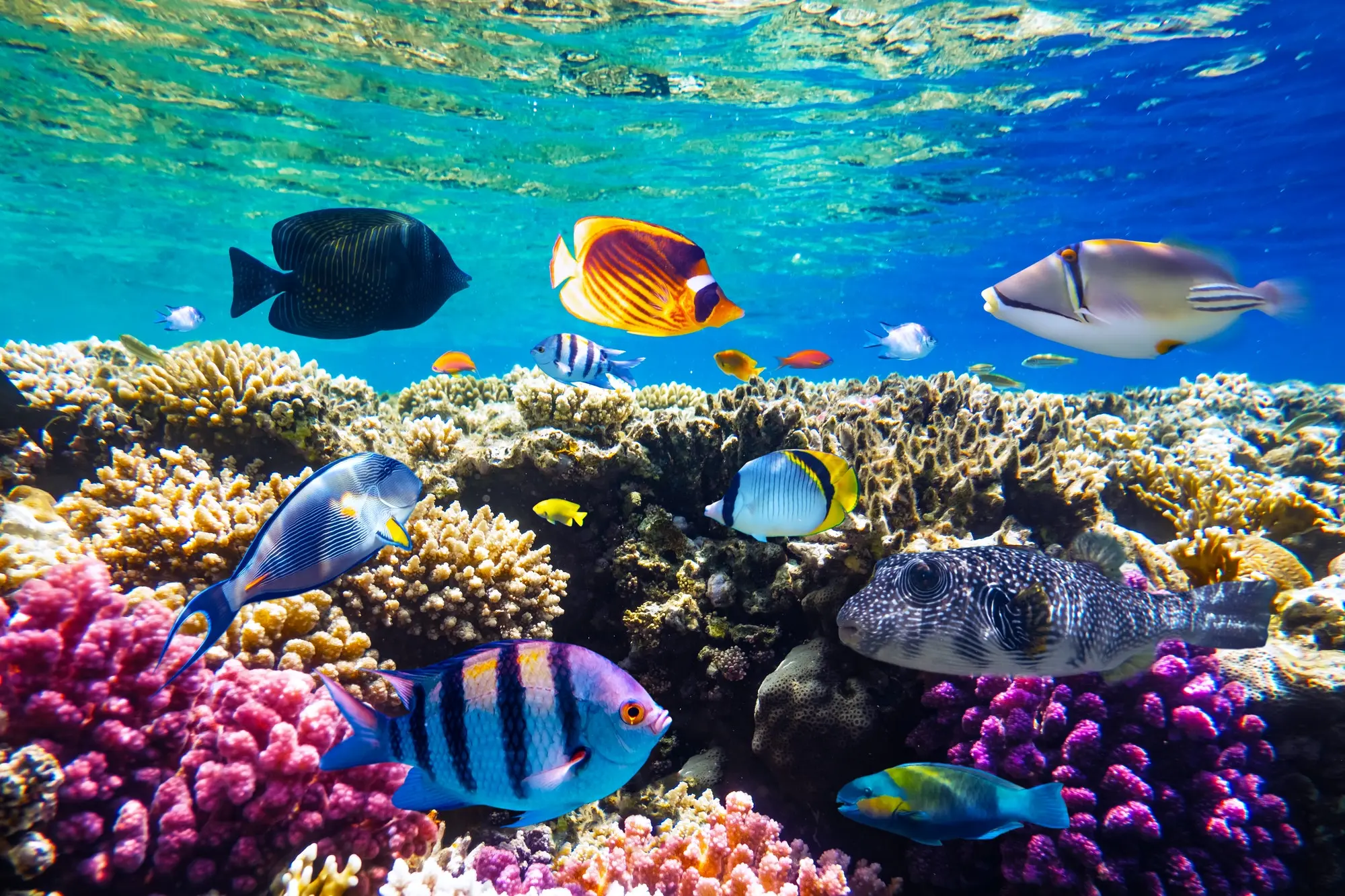 Sharm El Sheikh Turu