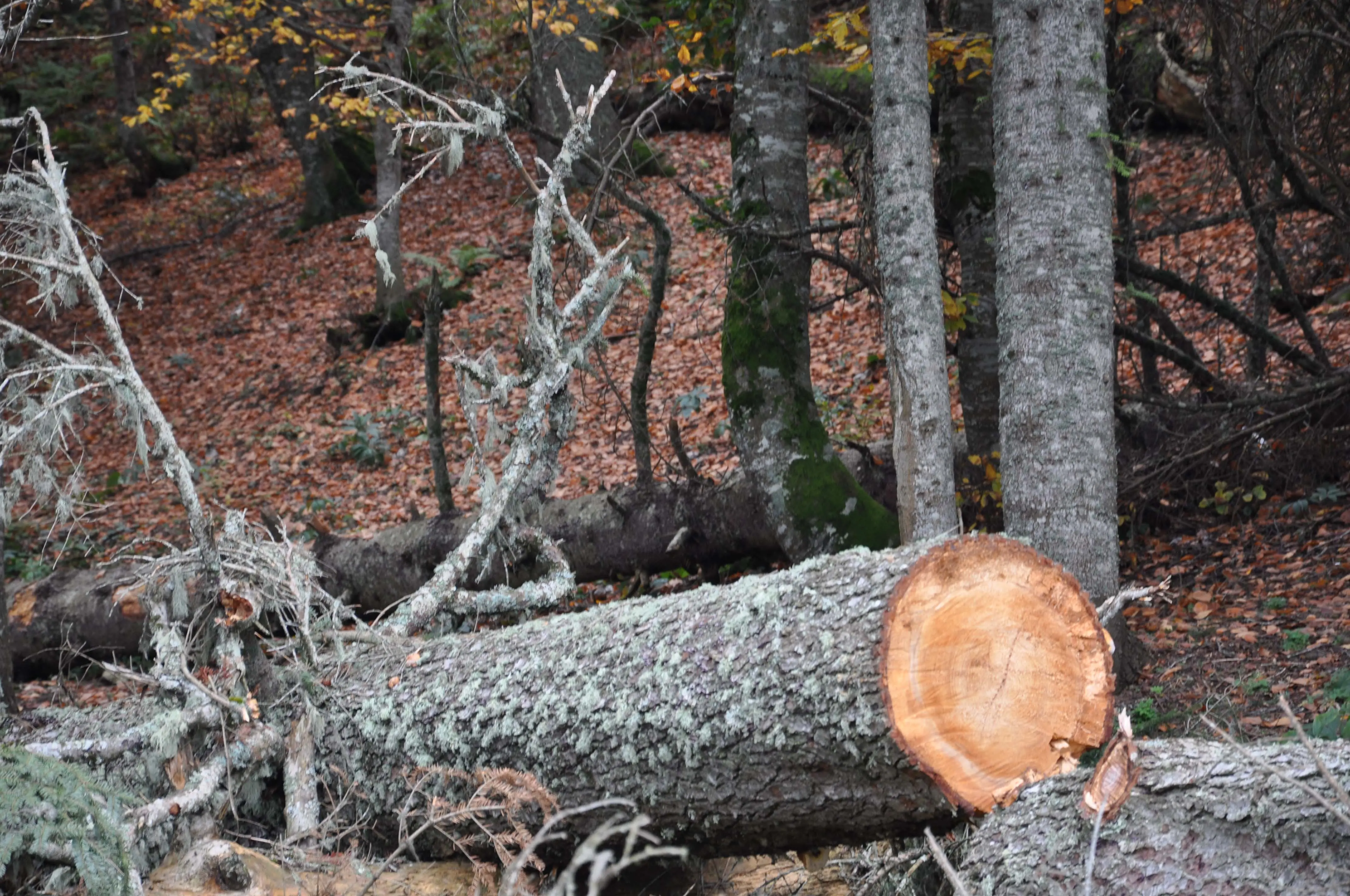 Abant - Gölcük Turu