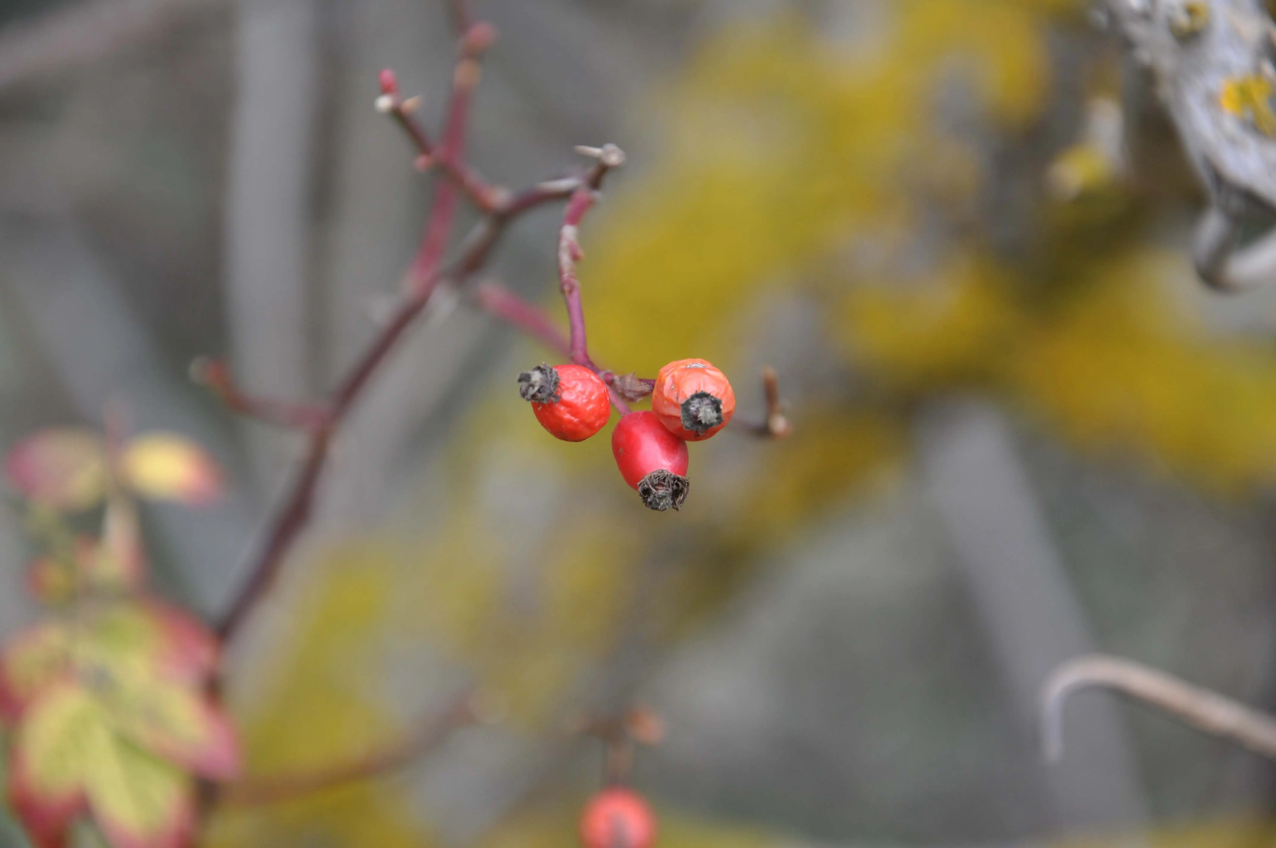 Abant - Gölcük Turu