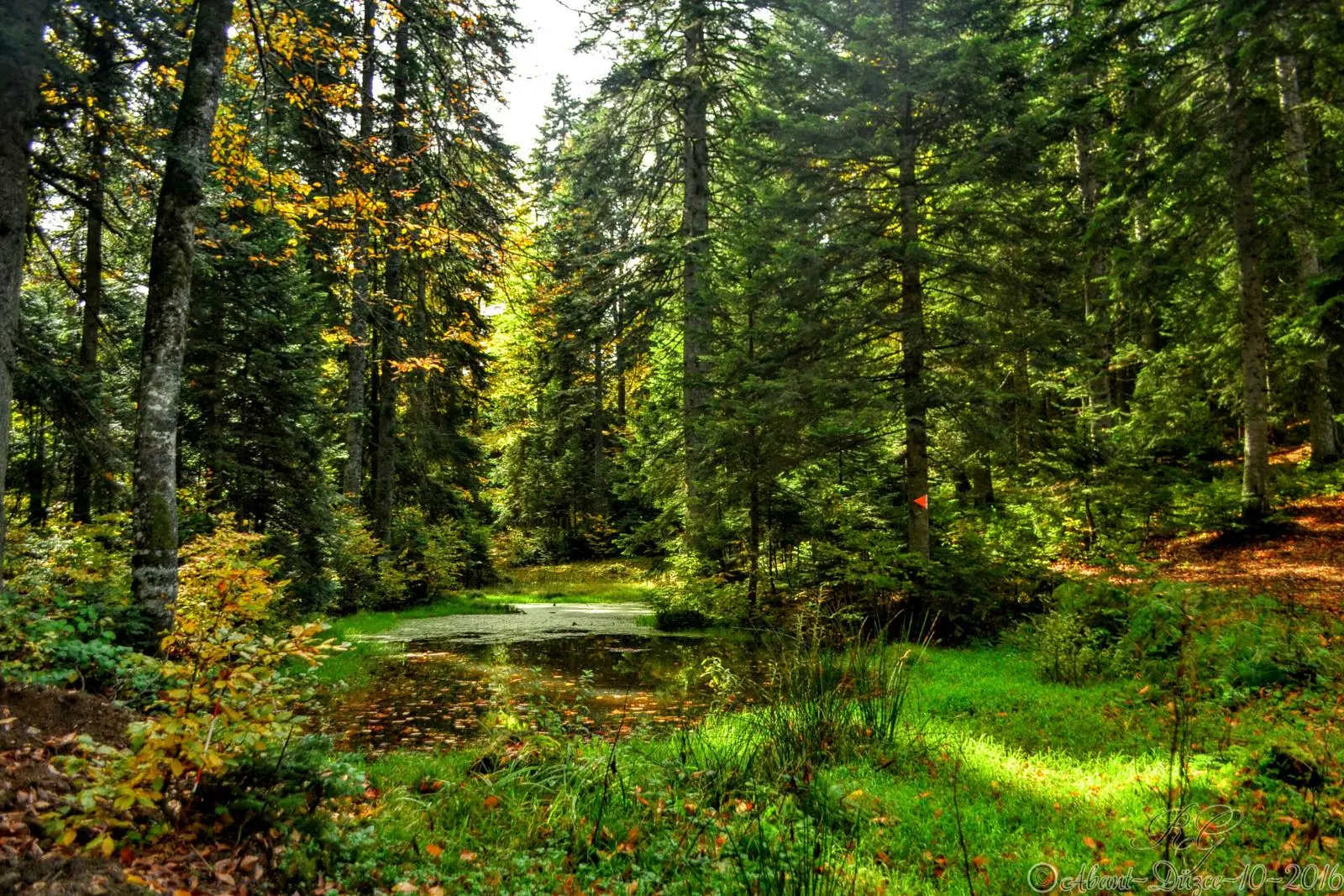 Düzce Şelaleleri Turu