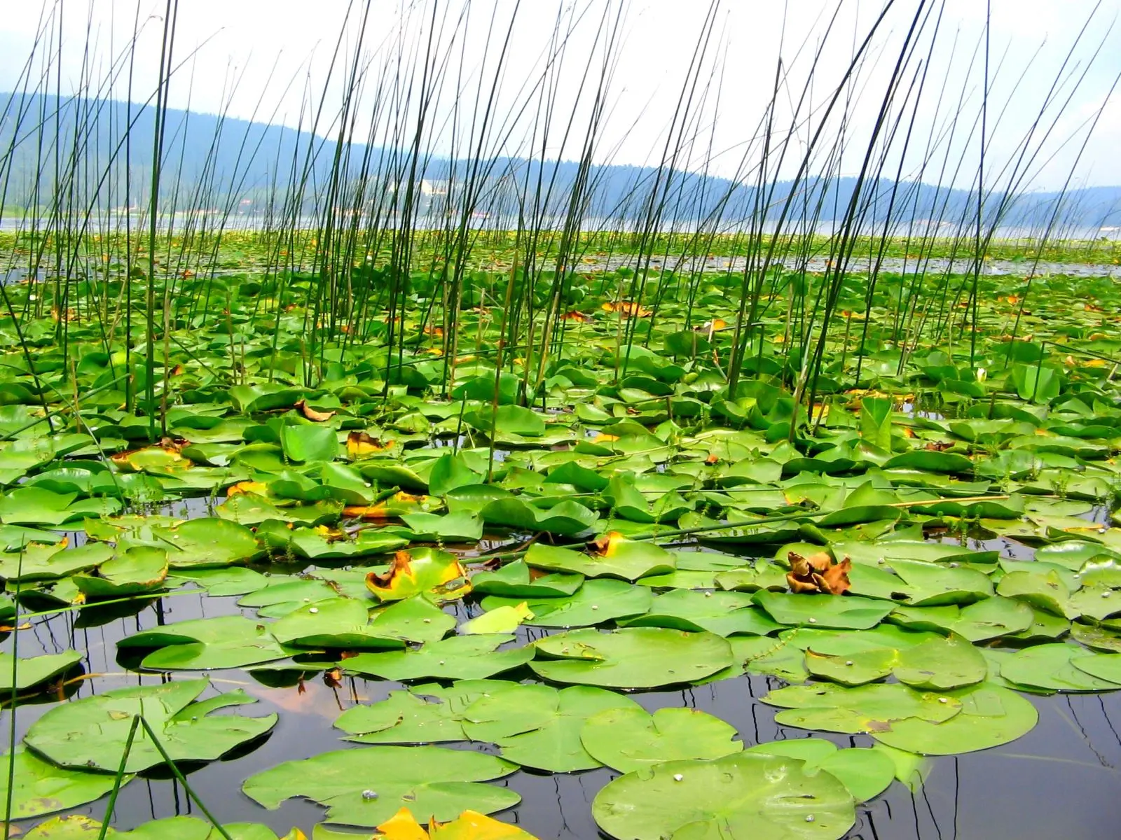 Düzce Şelaleleri Turu