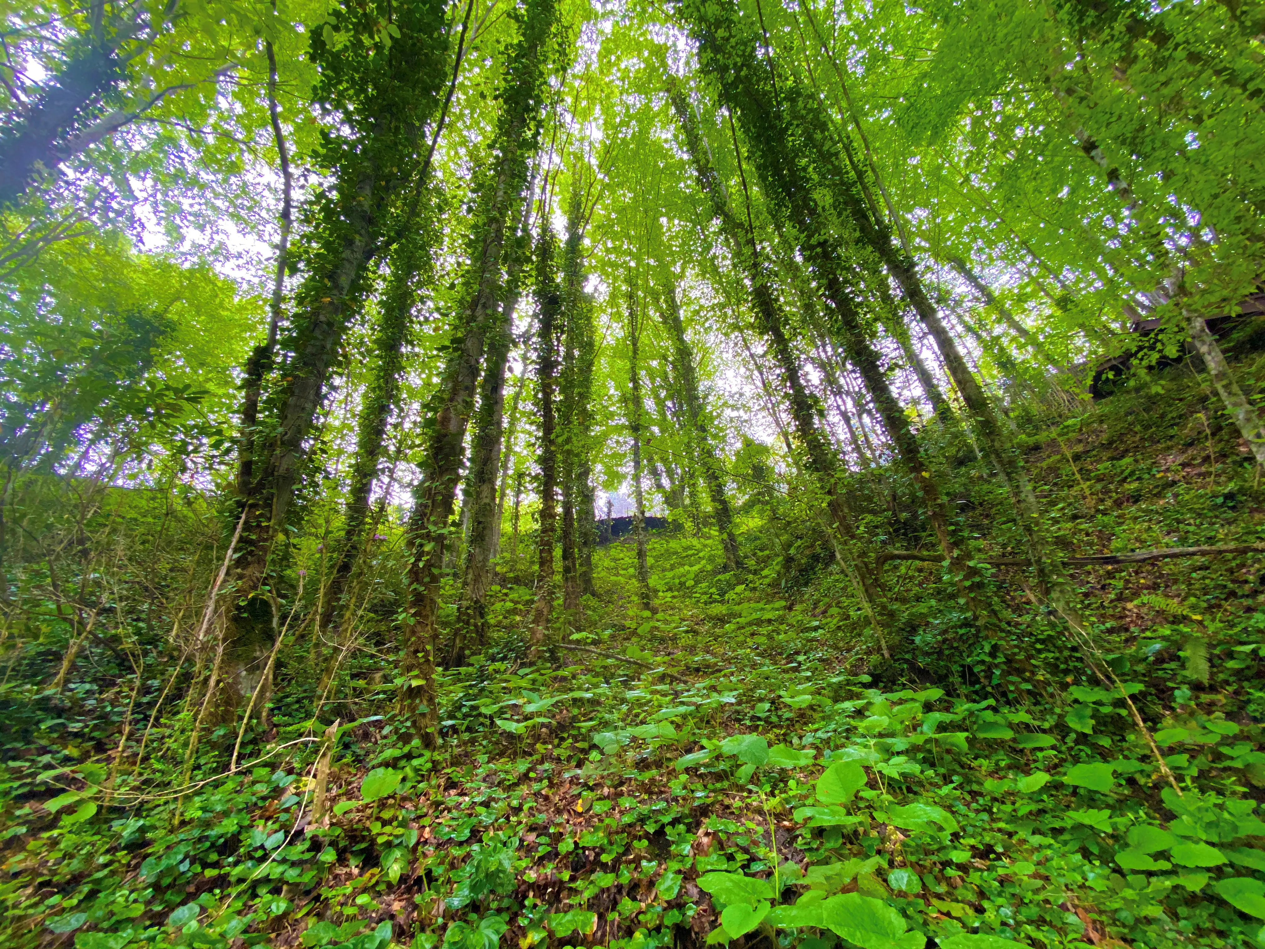 Düzce Şelaleleri Turu