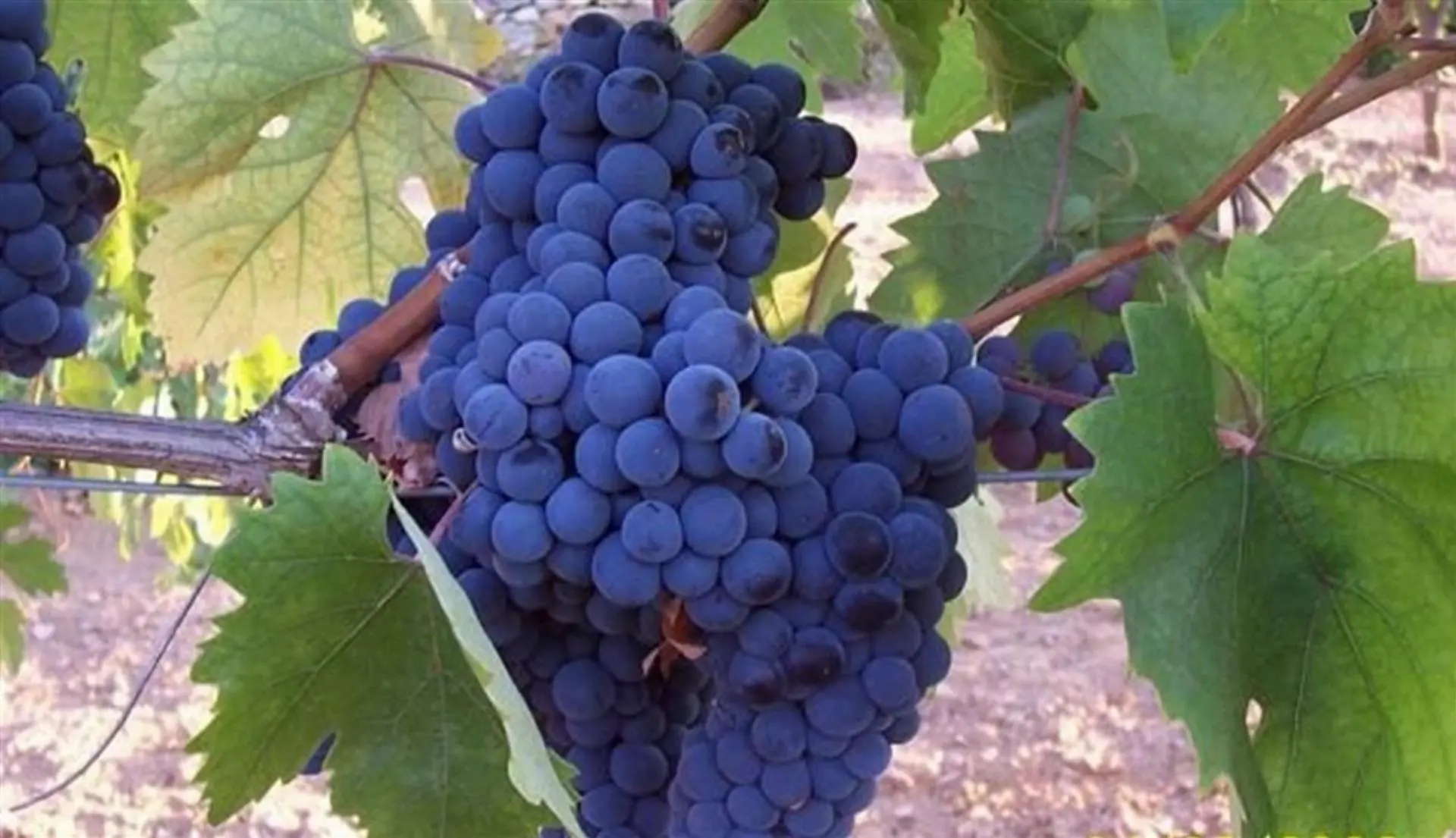 Kalecik Bağbozumu Hasat Turu