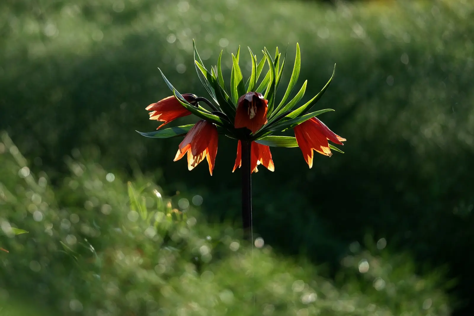 Hakkâri - Şırnak - Cizre Turu