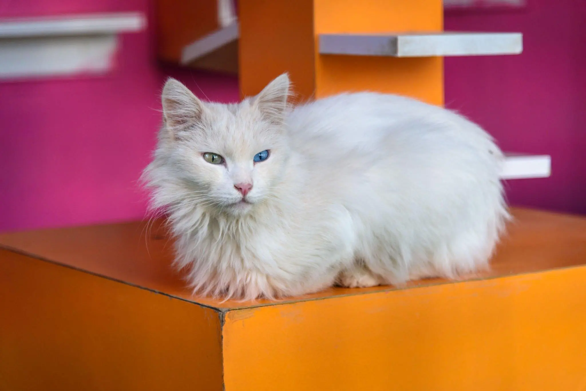 Hakkâri - Şırnak - Cizre Turu