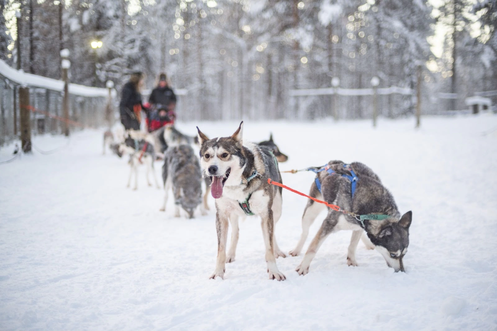 Ankara Çıkışlı Lapland Turu - Beyaz Rotalar