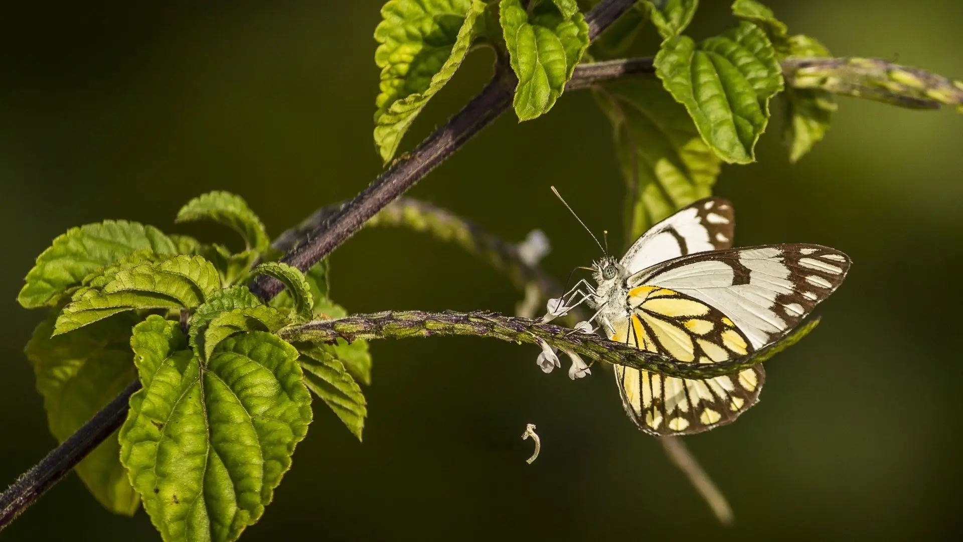 Konya Şeb-i Arus Turu