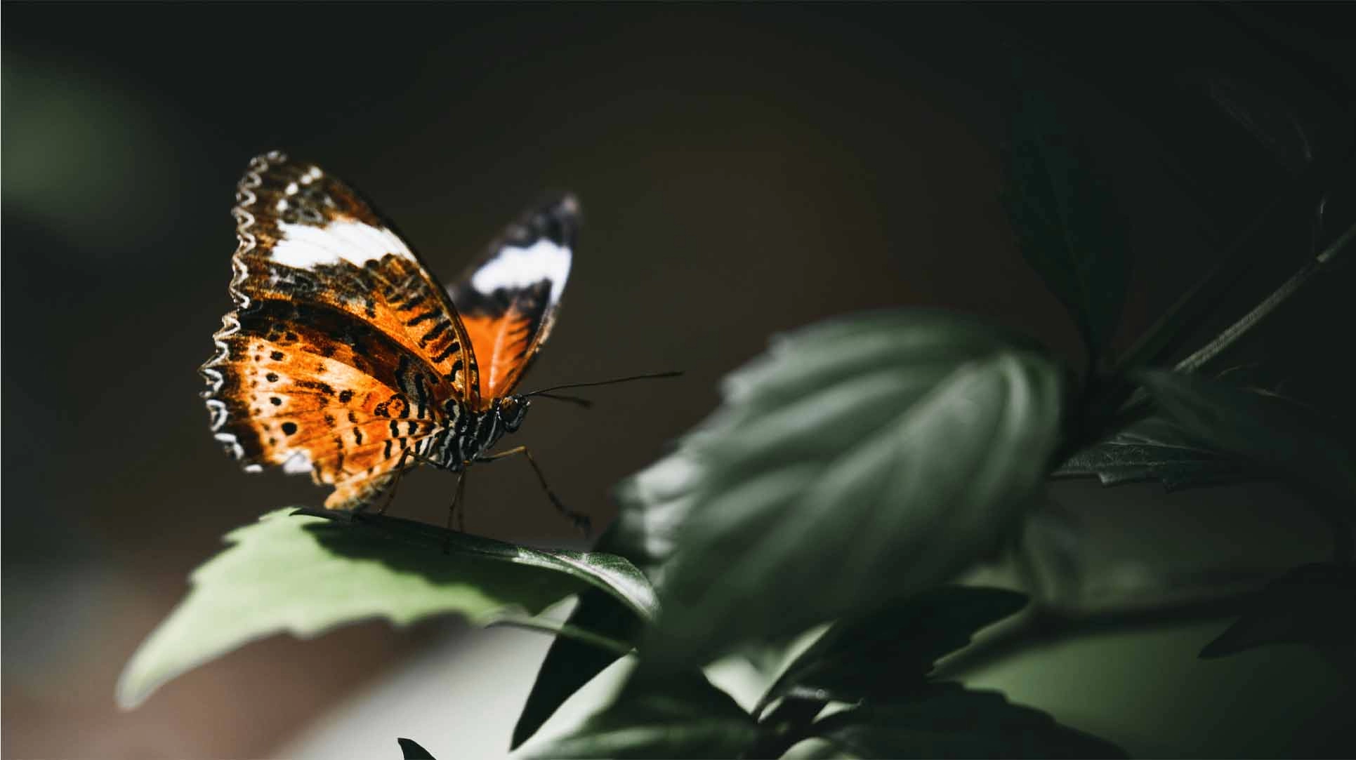 Konya Şeb-i Arus Turu