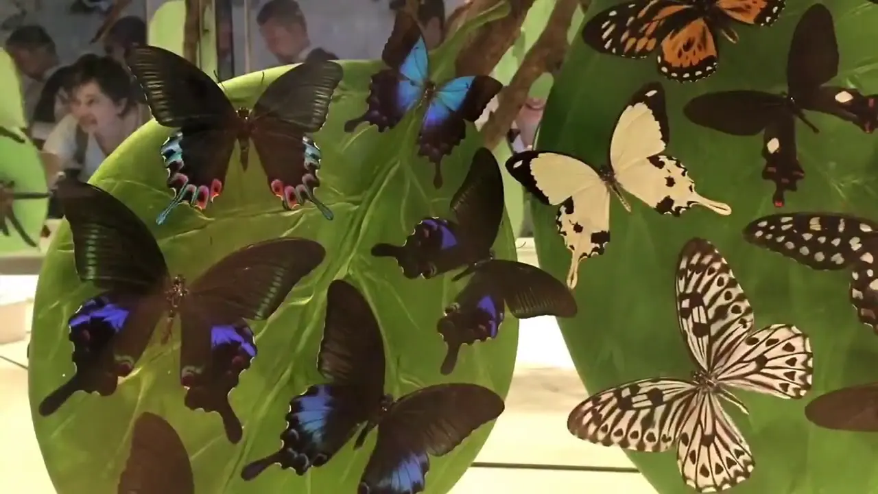 Konya Şeb-i Arus Turu