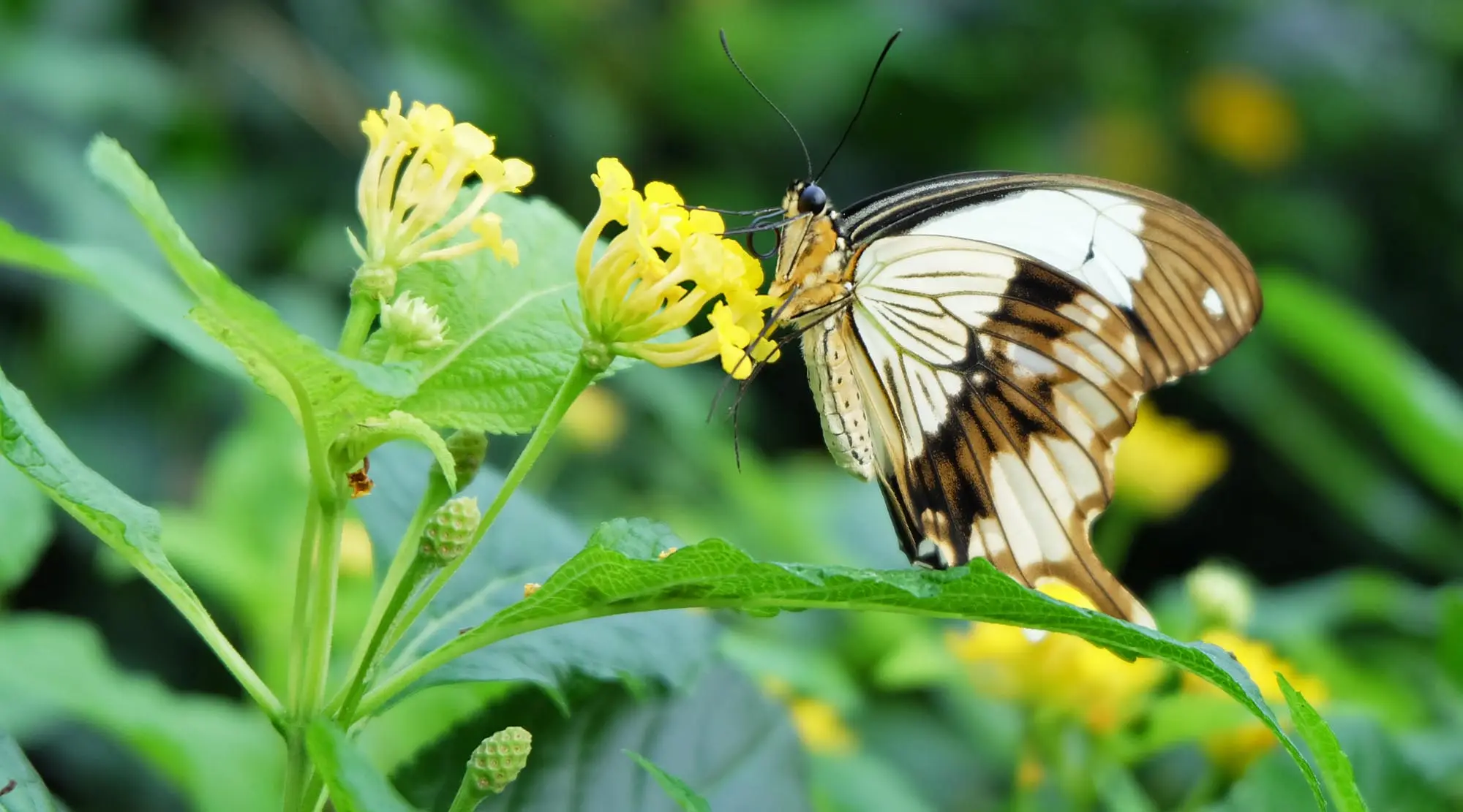 Konya Şeb-i Arus Turu