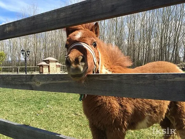 Kastamonu Daday Turu 23 Nisan Şenliği