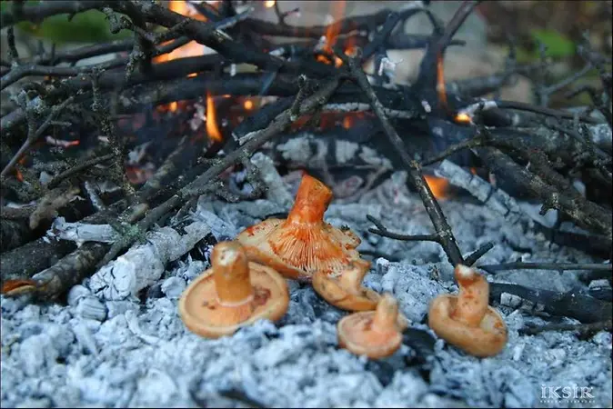 Kastamonu Daday Turu 23 Nisan Şenliği