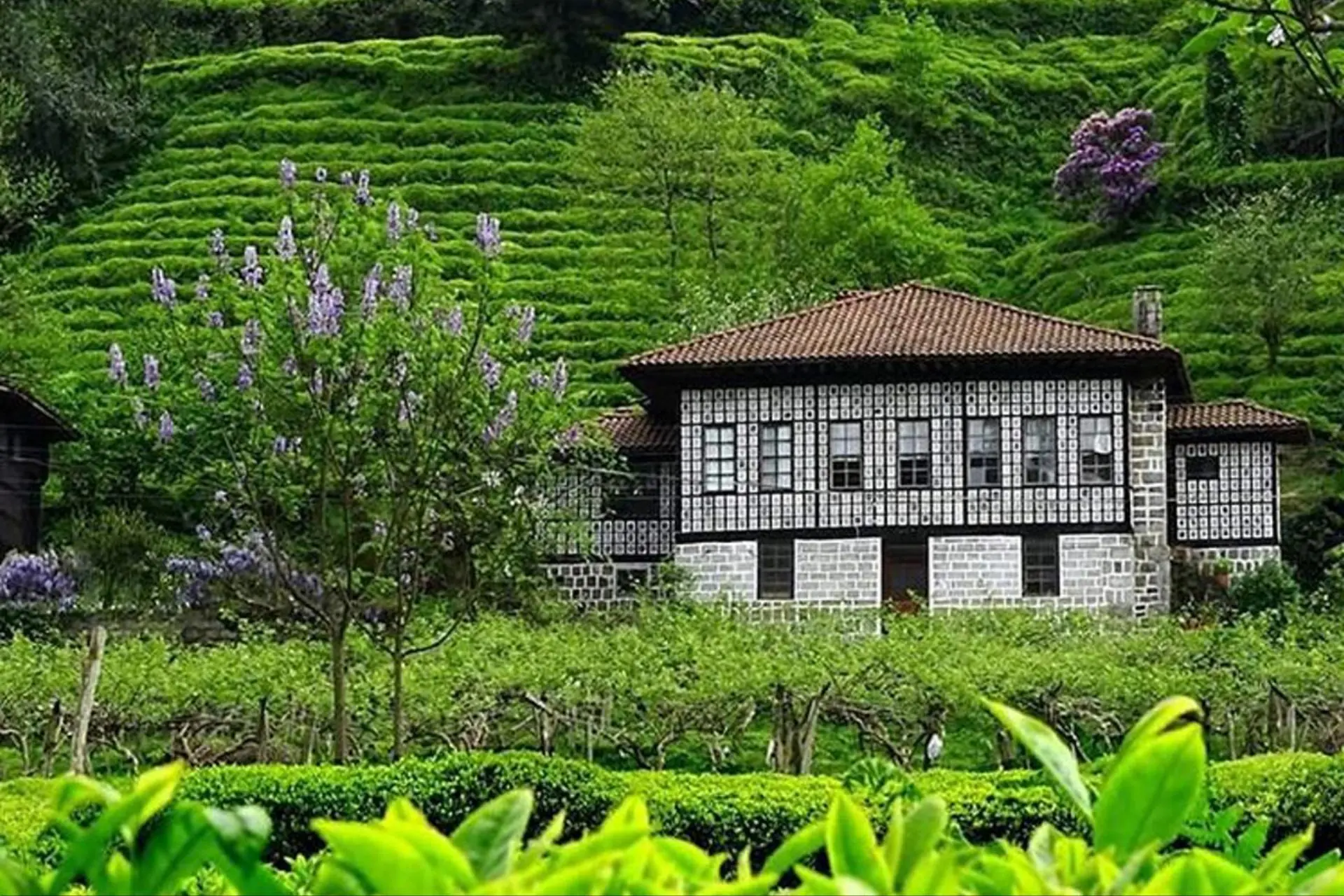 Karadeniz & Batum Turu