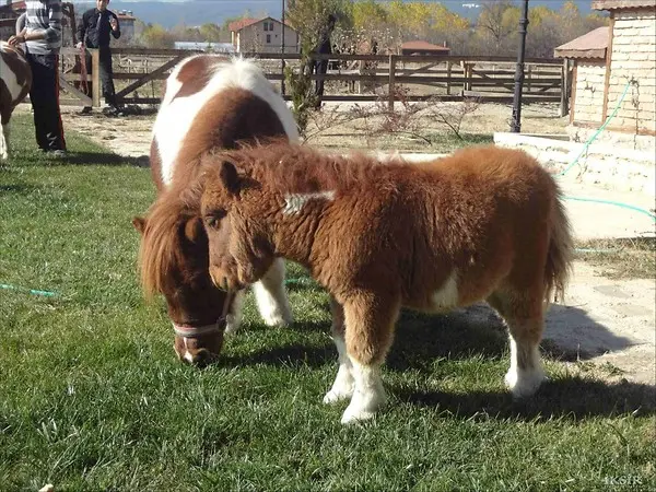 Safranbolu - Kastamonu - Daday Turu