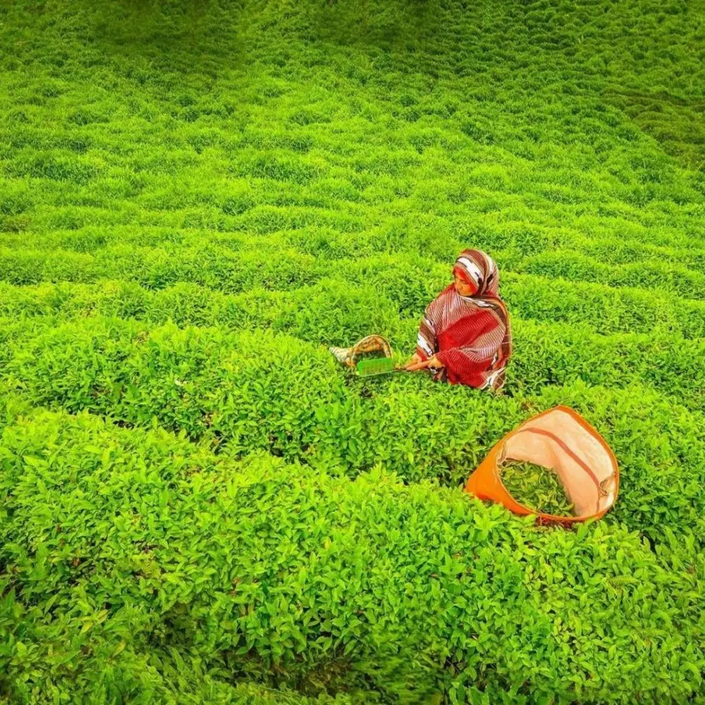 Uçaklı Doğu Karadeniz & Batum Turu