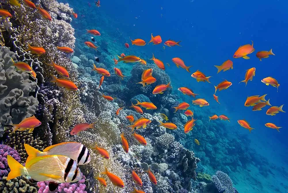 Sharm El Sheıkh Turu Kızıldeniz Rotası