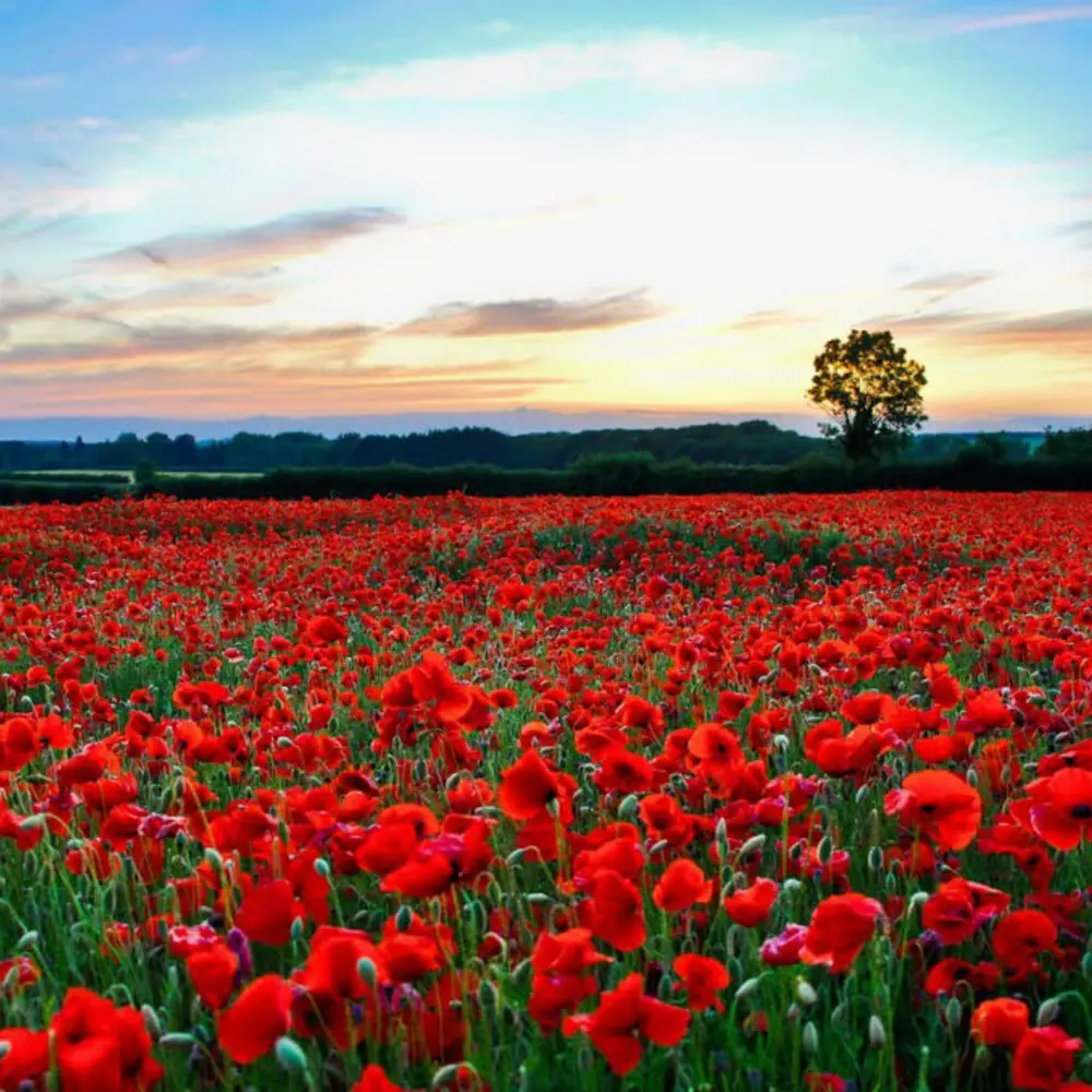 Yazılı Kanyon - Kovada Gölü - Gül Bahçeleri Turu